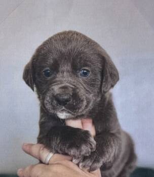 Rescue Labrador Retriever Dogs for Adoption in Fort Madison, Iowa - Kizzy | PetCurious