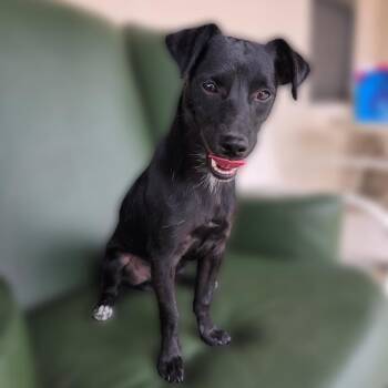Chihuahua and Mixed Breed Dogs Available for Adoption in Wickenburg, Arizona - Curly Fry | PetCurious