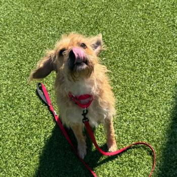 Hubble -  Mixed Breed Dog for Adoption in Pittsburgh, Pennsylvania - Hubble | PetCurious