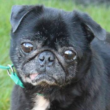 Ace -  Pug Dog for Adoption in Eaton, Ohio - Ace | PetCurious