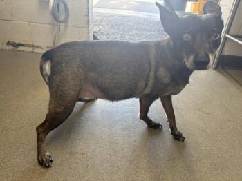 PUMKIN -  Chihuahua and Mixed Breed Dog for Adoption in San Bernardino, California - PUMKIN | PetCurious