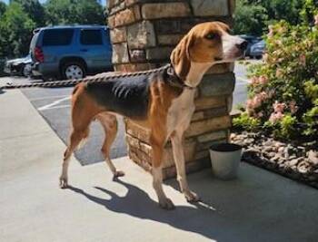 Flash -  Hound Dog for Adoption in Maryville, Tennessee - Flash | PetCurious