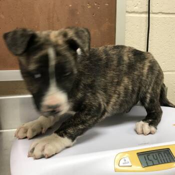 Titan -  Mixed Breed Dog for Adoption in Memphis, Tennessee - Titan | PetCurious