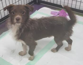 Rescue Australian Terrier Dogs for Adoption in Anna, Illinois - Ridge | PetCurious