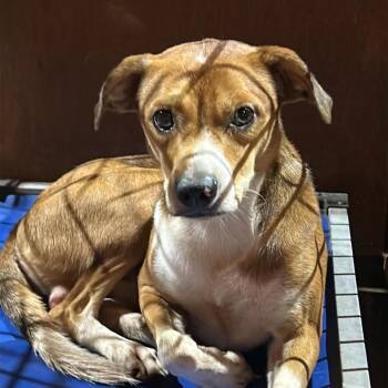 Richard -  Terrier Dog for Adoption in Madill, Oklahoma - Richard | PetCurious