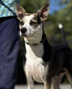 Rescue Chihuahua and Mixed Breed Dogs for Adoption in Kingsland, Georgia - Brie | PetCurious