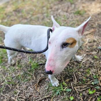 Bull Terrier Dogs Available for Adoption in Oakland, California - Egg | PetCurious