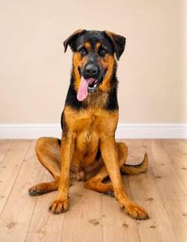 Hercules -  Rottweiler and German Shepherd Dog Dog for Adoption in Georgetown, Ohio - Hercules | PetCurious