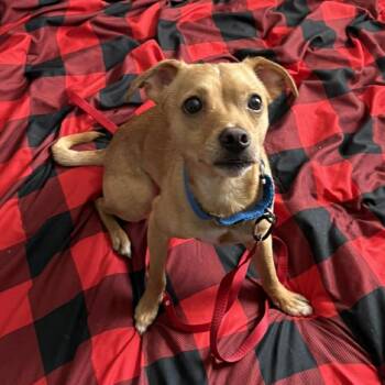 Chihuahua Dogs Available for Adoption in Rochester, New York - Willy | PetCurious