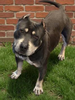 Pit Bull Terrier and Mixed Breed Dogs Available for Adoption in Bowling Green, Kentucky - Chico | PetCurious