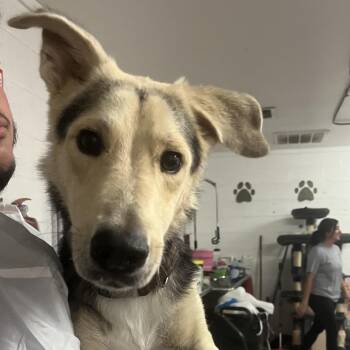 Deedee -  Shepherd Dog for Adoption in Edinburg, Texas - Deedee | PetCurious
