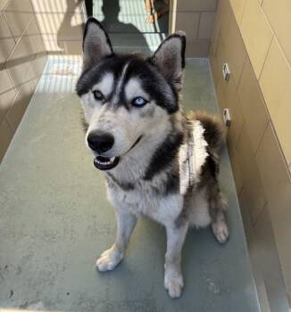 Husky and Mixed Breed Dogs Available for Adoption in Riverside, California - SCOTT | PetCurious