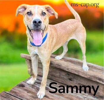 Rescue Mixed Breed Dogs for Adoption in Biloxi, Mississippi - Sammy | PetCurious