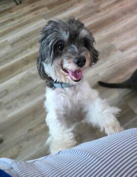 Oreo -  Havanese Dog for Adoption in Inverness, Florida - Oreo | PetCurious