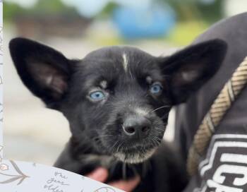 Guppie -  Mixed Breed Dog for Adoption in Murray, Kentucky - Guppie | PetCurious