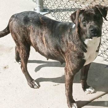 Boxer and Labrador Retriever Dogs Available for Adoption in Seymour, Indiana - BROULEE | PetCurious