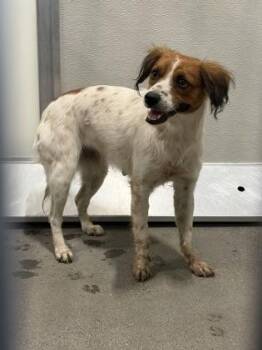 Hydra -  Spaniel and Papillon Dog for Adoption in Fresno, California - Hydra | PetCurious