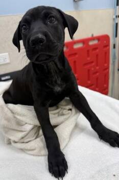 Regulus -  Labrador Retriever and Mixed Breed Dog for Adoption in Honolulu, Hawaii - Regulus | PetCurious