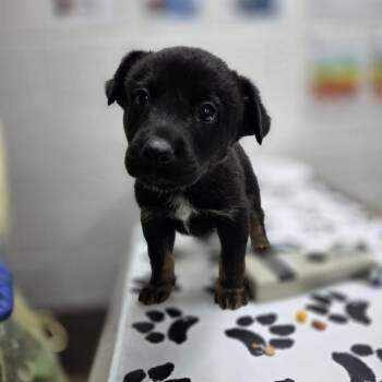 Hunter -  Shepherd and Mixed Breed Dog for Adoption in Incline Village, Nevada - Hunter | PetCurious