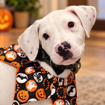 Secret Chance -  Pit Bull Terrier and Mixed Breed Dog for Adoption in Griswold, Connecticut - Secret Chance | PetCurious