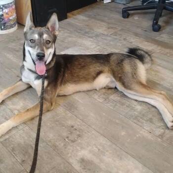 Bo -  Husky and Mixed Breed Dog for Adoption in Hackett, Arkansas - Bo | PetCurious