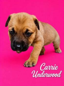 Carrie -  Bernese Mountain Dog and Labrador Retriever Dog for Adoption in Morton Grove, Illinois - Carrie | PetCurious
