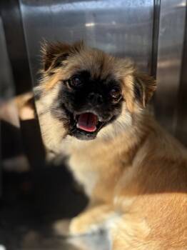Betty -  Pug Dog for Adoption in Victorville, California - Betty | PetCurious