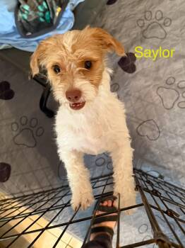Rescue Shih Tzu and Parson Russell Terrier Dogs for Adoption in Kings Mountain, North Carolina - Saylor | PetCurious