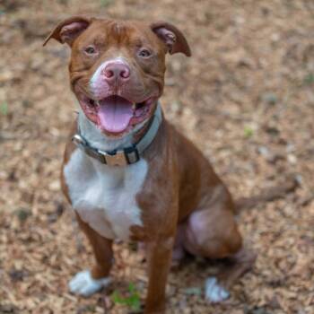 Schnitzel -  Pit Bull Terrier Dog for Adoption in Decatur, Georgia - Schnitzel | PetCurious