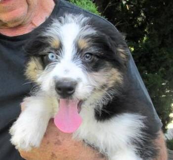 Minnie -  Anatolian Shepherd and Bernese Mountain Dog Dog for Adoption in Paris, Kentucky - Minnie | PetCurious
