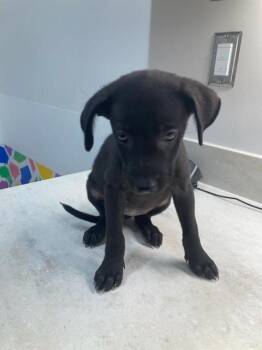 FRANKIE -  Labrador Retriever and Mixed Breed Dog for Adoption in Baytown, Texas - FRANKIE | PetCurious