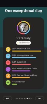 Siberian Husky Dogs Available for Adoption - Apple Jacks | PetCurious