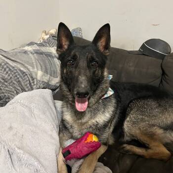 Rescue German Shepherd Dog Dogs for Adoption in Roachdale, Indiana - Maui | PetCurious