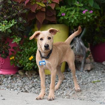 Merle -  Retriever Dog for Adoption in Wake Forest, North Carolina - Merle | PetCurious