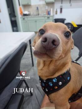 Chihuahua Dogs Available for Adoption in Council Bluffs, Iowa - Judah | PetCurious