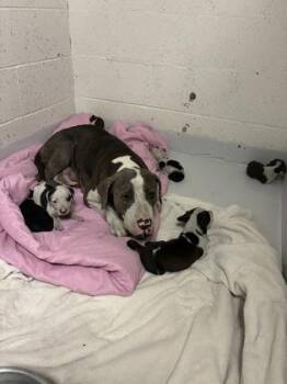 Coconut -  Pit Bull Terrier and Mixed Breed Dog for Adoption in Gainesville, Florida - Coconut | PetCurious
