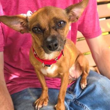 Lucky -  Chihuahua Dog for Adoption in East Hanover, New Jersey - Lucky | PetCurious