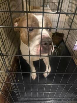 Pit Bull Terrier Dogs Available for Adoption - Otter Pop | PetCurious