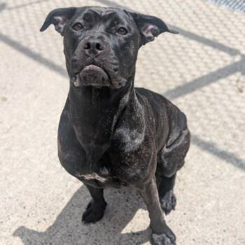 Bellatrix L-20-26 -  Bullmastiff and Mixed Breed Dog for Adoption in Watertown, New York - Bellatrix L-20-26 | PetCurious