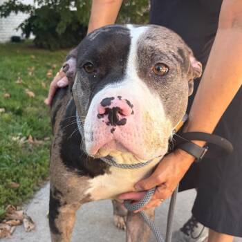Betsy -  Pit Bull Terrier Dog for Adoption in Newark, New Jersey - Betsy | PetCurious