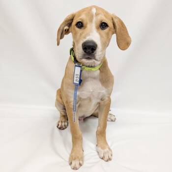 833 (2026) Mack -  Hound and Mixed Breed Dog for Adoption in Parker, Colorado - 833 (2026) Mack | PetCurious