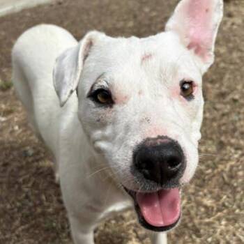 American Staffordshire Terrier and Bull Terrier Dogs Available for Adoption - Bailey | PetCurious