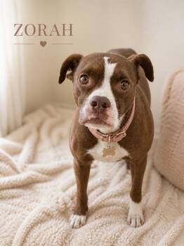 Zorah, gentle hero -  American Staffordshire Terrier and Boxer Dog for Adoption in Houston, Texas - Zorah, Gentle Hero | PetCurious