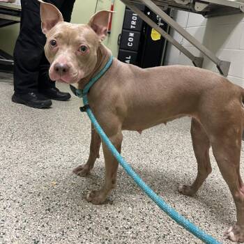 Peanut -  Pit Bull Terrier Dog for Adoption in Cedar Rapids, Iowa - Peanut | PetCurious