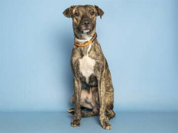 OTTO -  Pit Bull Terrier Dog for Adoption in Phoenix, Arizona - OTTO | PetCurious