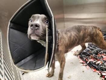 KING -  Boxer and Mixed Breed Dog for Adoption in Omaha, Nebraska - KING | PetCurious