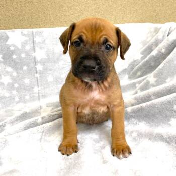 Huck -  Boxer and Mixed Breed Dog for Adoption in Monroe, Georgia - Huck | PetCurious