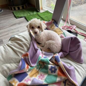 Poodle Dogs Available for Adoption in Chaska, Minnesota - Madison | PetCurious