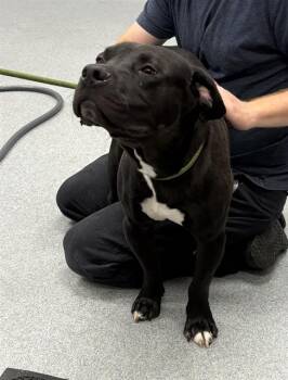 KANE -  Pit Bull Terrier Dog for Adoption in Indianapolis, Indiana - KANE | PetCurious