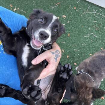 Penny -  Mixed Breed Dog for Adoption - Penny | PetCurious
